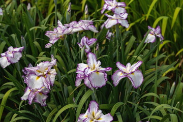 Fototapeta premium Japanese iris flowers in the park , pink white iris flowers , kagawa, shikoku, japan