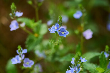 Gamander-Ehrenpreis (Veronica chamaedrys)	
