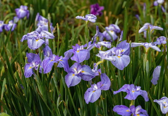 Japanese iris flowers in the park , blue iris flowers , kagawa, shikoku, japan