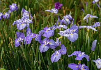 Schilderijen op glas Japanese iris flowers in the park , blue iris flowers , kagawa, shikoku, japan © F.F.YSTW