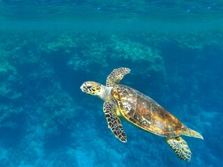 Full body close up of a turtle swimming in a sea flooded with light.