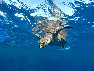 Close-up of a turtle about to dive into a light-sprinkled sea.