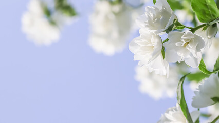White terry Jasmine flower petals on a blue background. Macro flowers backdrop