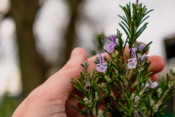 Rosemary herb blossoming in the garden, blue and purple, rosmarinus officinalis