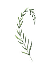 Watercolor botanical illustration of green branch