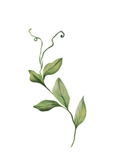 Watercolor botanical illustration of green branch