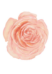 Watercolor botanical illustration of blooming rose flower