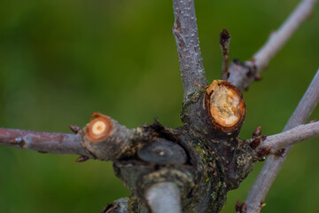 Trim of the branches of a fruit tree from autumn to spring, stump, branch and wild for maintenance and good growth