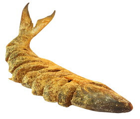 Uncooked preserved Ilish fish