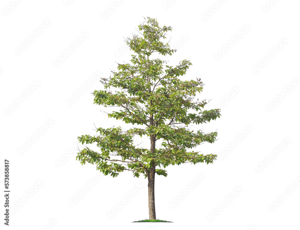 Wall mural green tree isolated on transparent background with clipping path, single tree with clipping path and