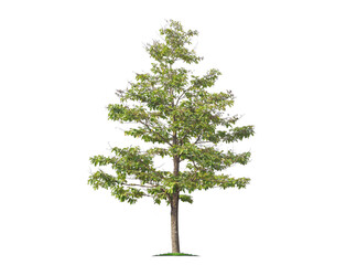 Obraz premium Green tree isolated on transparent background with clipping path, single tree with clipping path and alpha channel. are Forest and foliage in summer for both printing and web pages. 