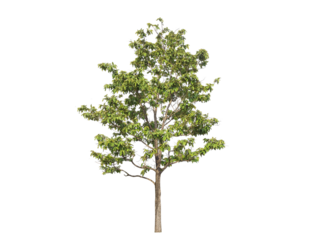 Green tree isolated on transparent background with clipping path, single tree with clipping path and alpha channel. are Forest and foliage in summer for both printing and web pages. 
