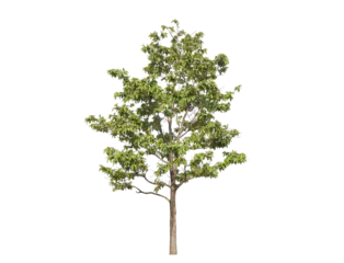 Wandcirkels tuinposter Green tree isolated on transparent background with clipping path, single tree with clipping path and alpha channel. are Forest and foliage in summer for both printing and web pages.   © Gan