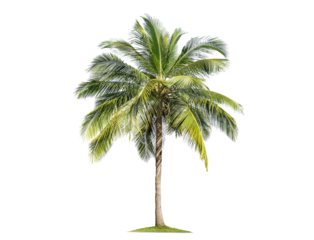 Green palm tree isolated on transparent background with clipping path, single palm tree with clipping path and alpha channel. are Forest and foliage in summer for both printing and web pages.
