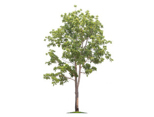 Green tree isolated on transparent background with clipping path, single tree with clipping path...