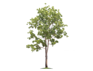 Green tree isolated on transparent background with clipping path, single tree with clipping path and alpha channel. are Forest and foliage in summer for both printing and web pages. 