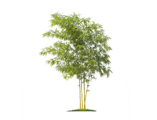 Green bamboo tree isolated on transparent background with clipping path, single bamboo tree with...
