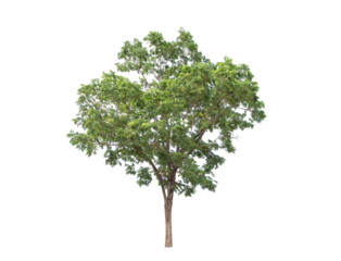 Green tree isolated on transparent background with clipping path, single tree with clipping path and alpha channel. are Forest and foliage in summer for both printing and web pages. 
