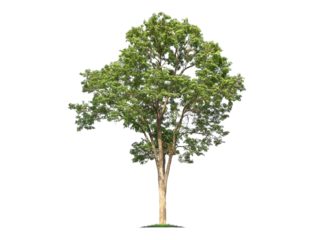 Green tree isolated on transparent background with clipping path, single tree with clipping path and alpha channel. are Forest and foliage in summer for both printing and web pages. 
