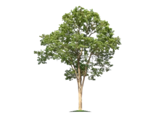 Poster Green tree isolated on transparent background with clipping path, single tree with clipping path and alpha channel. are Forest and foliage in summer for both printing and web pages.   © Gan