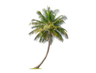 Green palm tree isolated on transparent background with clipping path, single palm tree with clipping path and alpha channel. are Forest and foliage in summer for both printing and web pages.

