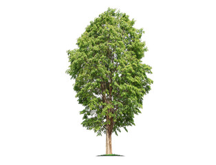 Fototapeta na wymiar Green tree isolated on transparent background with clipping path, single tree with clipping path and alpha channel. are Forest and foliage in summer for both printing and web pages. 