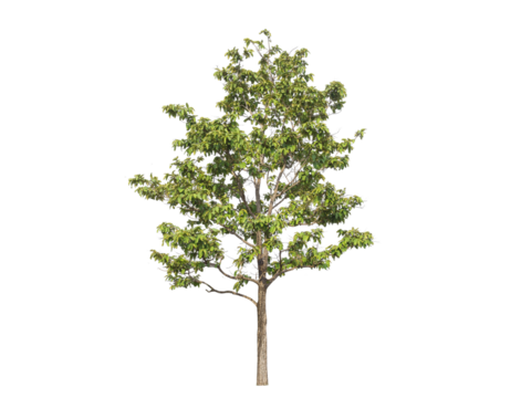 Green tree isolated on transparent background with clipping path, single tree with clipping path and alpha channel. are Forest and foliage in summer for both printing and web pages. 
