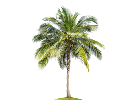 Green palm tree isolated on transparent background with clipping path, single palm tree with clipping path and alpha channel. are Forest and foliage in summer for both printing and web pages.
