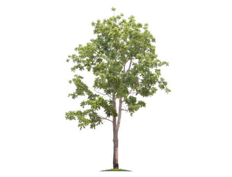 Green tree isolated on transparent background with clipping path, single tree with clipping path and alpha channel. are Forest and foliage in summer for both printing and web pages. 