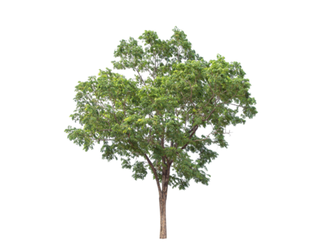 Green tree isolated on transparent background with clipping path, single tree with clipping path and alpha channel. are Forest and foliage in summer for both printing and web pages. 
