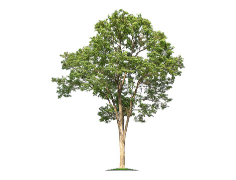 Fototapeta Green tree isolated on transparent background with clipping path, single tree with clipping path and alpha channel. are Forest and foliage in summer for both printing and web pages.  