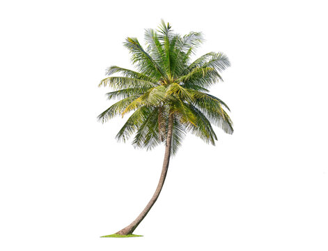 Green palm tree isolated on transparent background with clipping path, single palm tree with clipping path and alpha channel. are Forest and foliage in summer for both printing and web pages.
