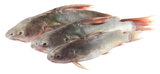 Rita fishes of Bangladesh