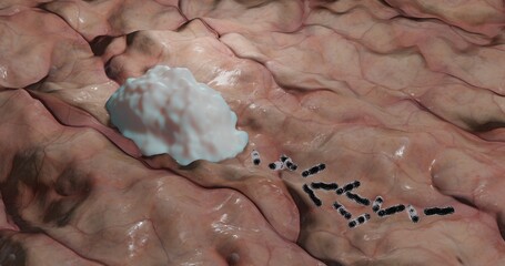 Macrophage eating bacteria in a process called phagocytosis in 3D illustration
