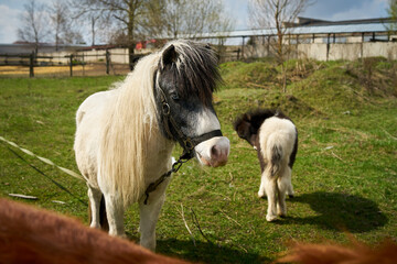 Naklejka na ściany i meble Photo of a white horse with a black muzzle and a pony in the background on a horse farm