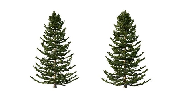 Growing trees isolated with alpha.3D animation growth grow from small to large, Araucaria trees animate in the wind include alpha channel tree. Tree isolated Separated with alpha channels