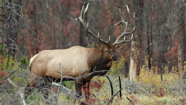A strong and regal bull elk stands and faces the camera in stunning 4K