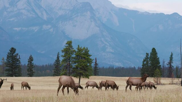 Elk roaming in open field in Alberta's Rocky Mountains with trees and a majestic backdrop in 4K