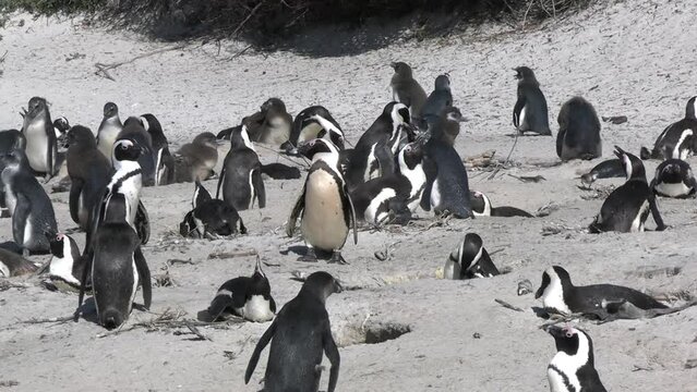 Adorable African Penguins on Sandy Coastline of South Africa. Animals in Protected Reserve