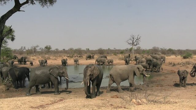 Elephant Herd by Waterhole. Wild African Animals in Protected Nature Reserve