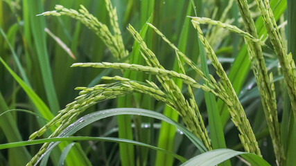 Rice field. Closeup of green paddy rice field with green leaf and Sunlight. Rice field on rice paddy green color lush growing is a agriculture. Closeup of green paddy.