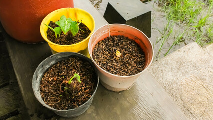 Small plant in pot, concept of plant growing learning activity for preschool kid. And child education of nature.
