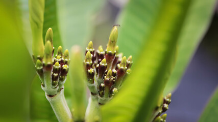 Plumeria flower buds or known as frangipani ready to bloom some time later