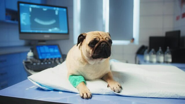 Pug laying on the veterinarian's table before the ultrasound examination. The pug looks unpleased but relaxed. The office is light blue and cold in lighting. High quality 4k footage