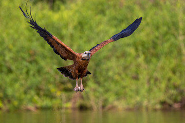 Black-collared hawk catch a fish