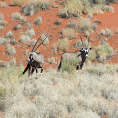 Oryx gazelle in the Namibian desert
