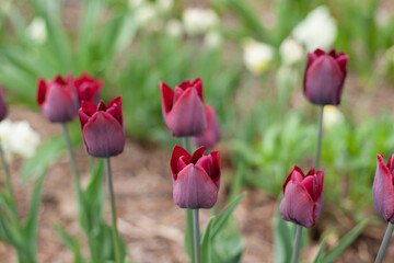 viva magenta trendy color tulips background