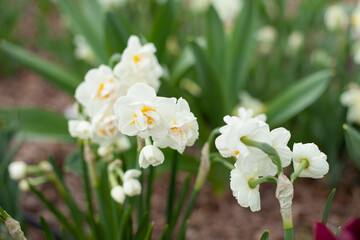 Beautiful white Daffodil flower blooming in spring