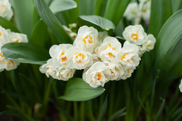 Obraz premium Beautiful white Daffodil flower blooming in spring