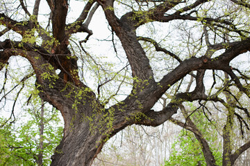 Big oak tree branches closeup background in the park